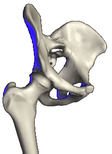 Hip Joint